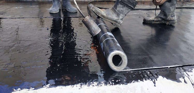 STAT3基因敲除肺結核小鼠模型