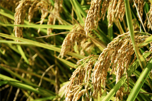 質(zhì)量檢測報告